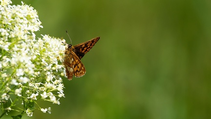 Prélèvement de nectar