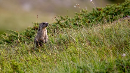 Marmotte guêtteuse