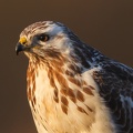 Buse variable.jpg