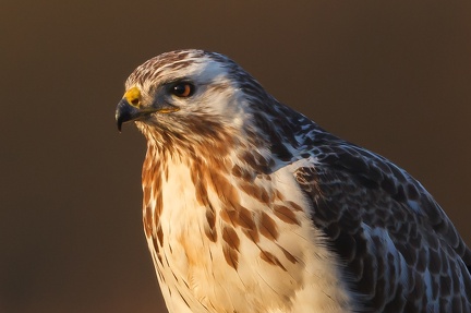 Buse variable