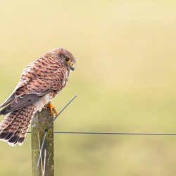 Oiseaux