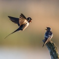 Hirondelle rustique.jpg