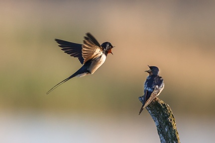 Hirondelle rustique