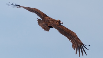 Vautour moine
