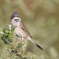 Fauvette grisette.jpg