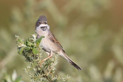 Fauvette grisette