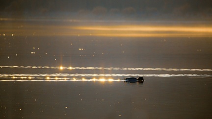 Canard sur levé de soleil