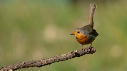 Rouge gorge