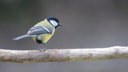 Mésange bleue