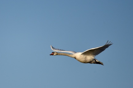Cygne , Etang Dombes