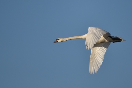 Cygne , Etang Dombes