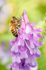 Abeille