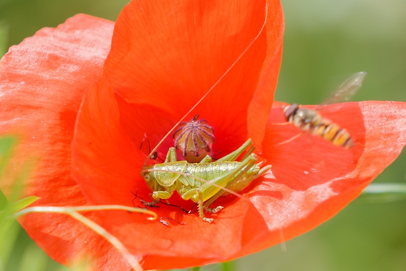 Groene sabelsprinhaan 2.jpg