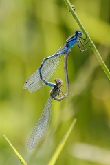 Demoiselles