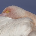 Phoenicopterus roseus - Flamingo #2.jpg