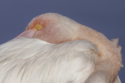 Flamant rose