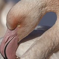 Phoenicopterus roseus - Flamingo.jpg