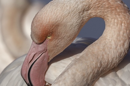 Flamant rose
