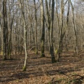 Bois d'Alix-1.jpg