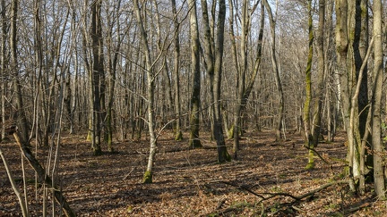 Bois d'Alix