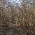 Bois d'Alix-2.jpg