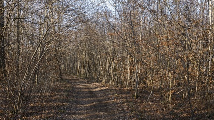 Sentier dans Bois d'Alix