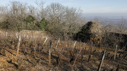 Vignoble à côté de Theizé