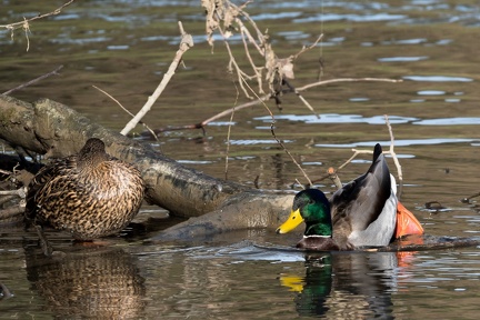 Colvert