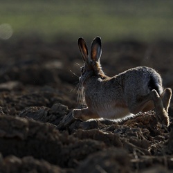 Faune