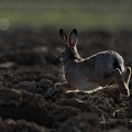 Dieren-003.jpg