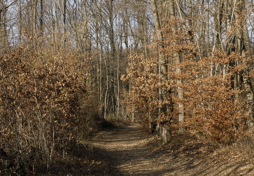 Sentier de bois