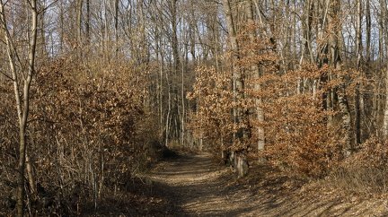 Sentier de bois
