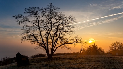 L'arbre du souvenir