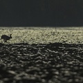 Speedy hare.jpg