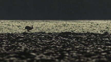 Coureur
