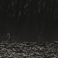 Observant deer.jpg