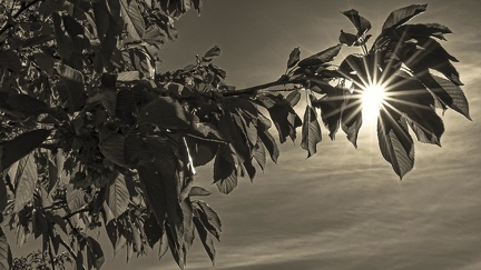 Cérisier contre-jour