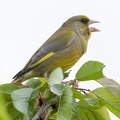 Chloris chloris2.jpg