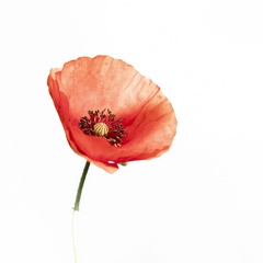 Coquelicot