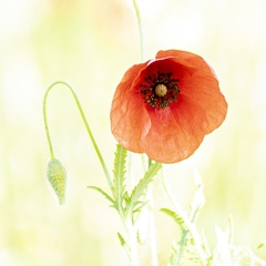 Coquelicot