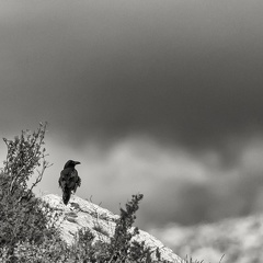 Corbeau