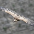 Rémuzat-70.jpg
