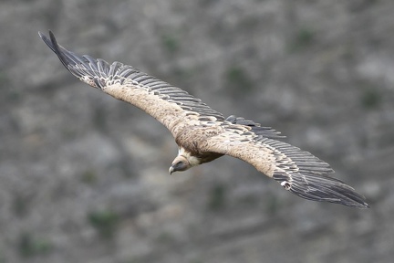 Vautour fauve