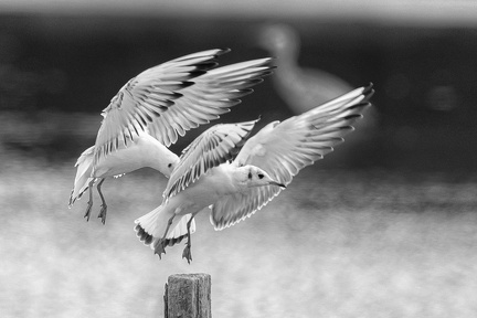 Mouettes