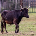 25102020-122227-Camargue-1024px.jpg