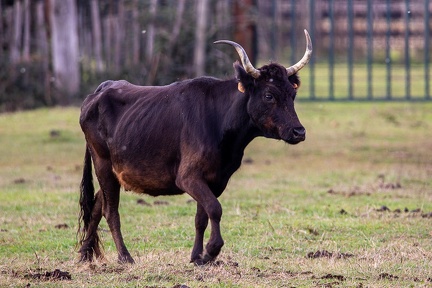 25102020-122227-Camargue-1024px