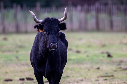 25102020-122352-Camargue-1024px