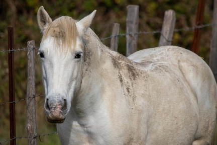 25102020-122938-Camargue-1024px