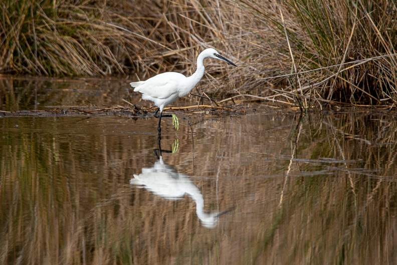 25102020-133849-Camargue-1024px.jpg