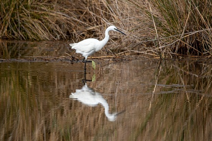 25102020-133849-Camargue-1024px